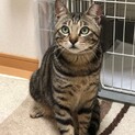 優しい里親さんお待ちしています
