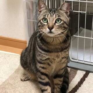優しい里親さんお待ちしています