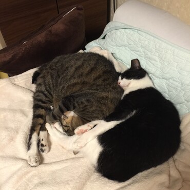 残暑お見舞い申し上げます！いつも熱い高気圧ガールくまと性格が優しい雹、暑くても殴り合い、夜は添い寝から殴り合い、仲がいいのか？悪いのか？