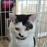 白黒猫のテト君 サムネイル3
