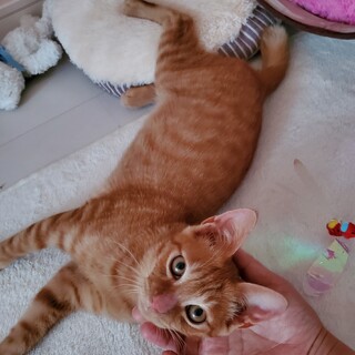 ちょっと怖がりな 茶トラくん