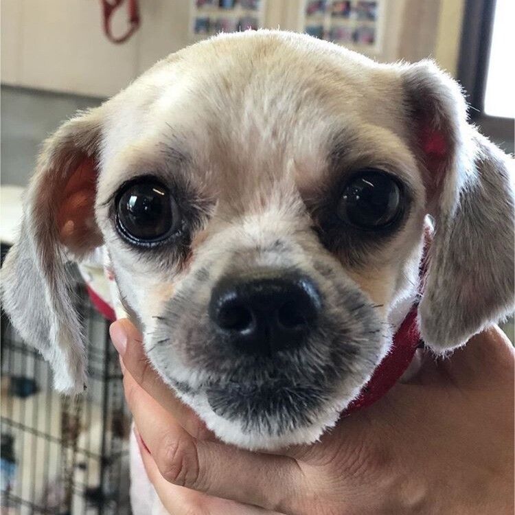 多頭崩壊からシーズー系の 栃木県 犬の里親募集 3278 ペットのおうち 月間利用者150万人