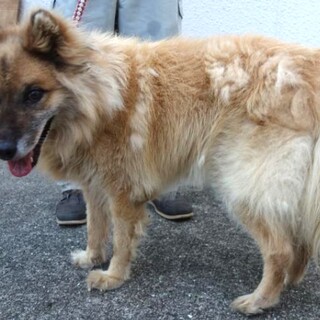 【助けてください】長毛フワフワ綺麗な男の子