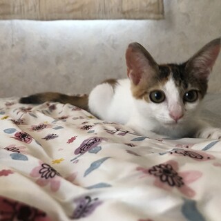 寂しがり屋の可愛い三毛猫ちゃん