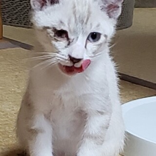 シャムミックスの可愛い男の子ごうくんです。