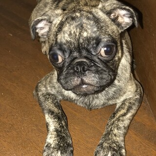 パグ×（フレブル×パグ）