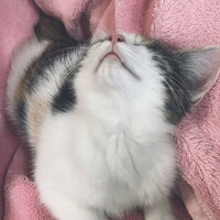 けだま