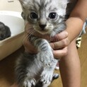 １ヶ月半可愛い4匹の子猫たち