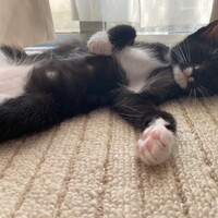 ヴァン