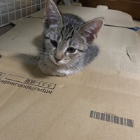 シャン