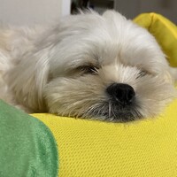 れおん