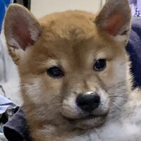 小鉄