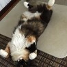 福島市多頭飼育崩壊からのレスキュー猫ちゃん サムネイル5