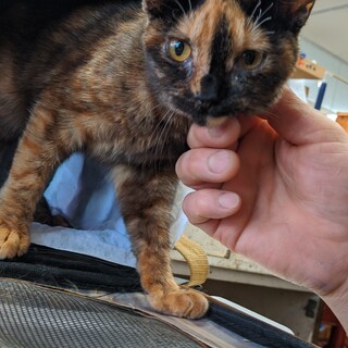 サビ猫　超人懐っこい