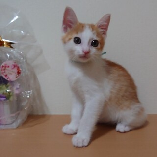 甘えん坊な茶白くん☆