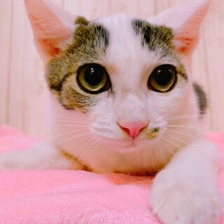 家族が出来ました♡スニフ♡控えめ甘えん坊