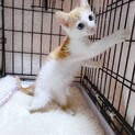 家族が出来ました♡推定2〜3ヶ月齢 白茶♀白菜♡