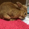 仙台保護うさぎ：きゅんちゃん（メス） サムネイル2
