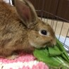 仙台保護うさぎ：きゅんちゃん（メス） サムネイル4