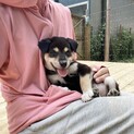 優しめの可愛いヨウちゃん1ヶ月半