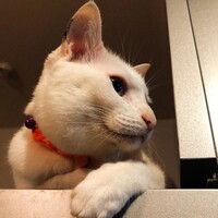 めぃ