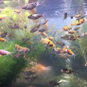金魚　ミックス稚魚　2-3cm　2ヶ月　65匹まで