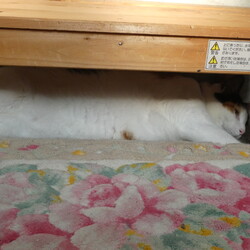 「わが家に来て３年」サムネイル2