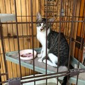 子猫の里親募集