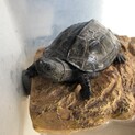クサガメのオス、里親募集しています❗️