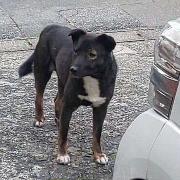 チャーの(異母)兄弟