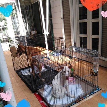 チャーのおもちゃ？同居犬白(保護犬)