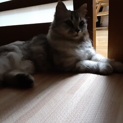 もっと遊んで欲しいにゃ～