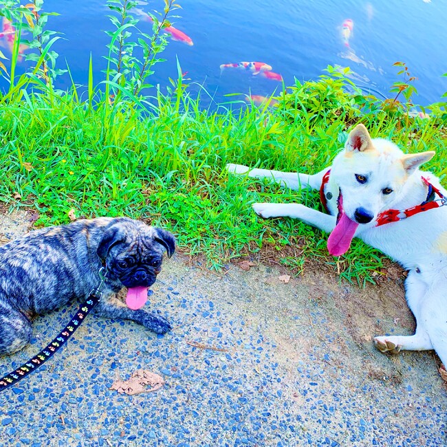 shunwaveのカバー写真