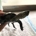 クサガメのオス、募集中❗️