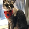 キジシロくんの里親募集です