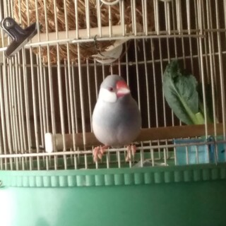 良く慣れたシルバー文鳥オス 3月30日生まれ