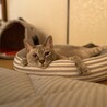 毎朝目が覚めると視線を感じる