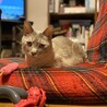 夜の眠い時はいつものここで、この顔をされる