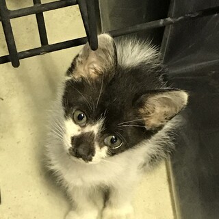 子猫の里親になって下さい