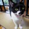 ゴマのすけ