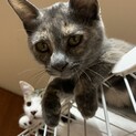 グレーの三毛の子猫