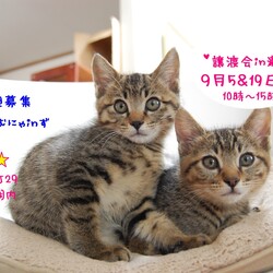 猫の譲渡会 IN 瀬戸 ~ ちーむにゃいんず 2020年9月19日開催