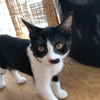 ほたる