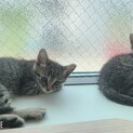 べっぴんさんな子猫