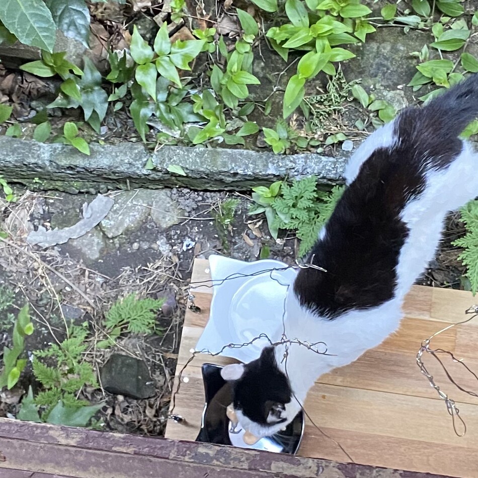 あずのカバー写真