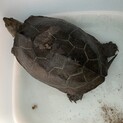 クサガメ①　甲羅サイズ15cm