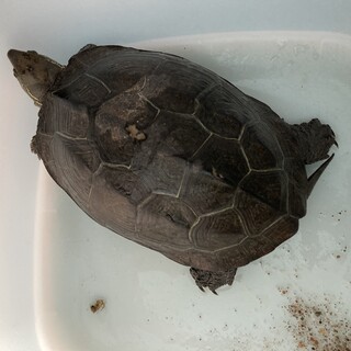 クサガメ①　甲羅サイズ15cm