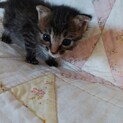 子猫を保護しました！飼ってくれる方探しています。