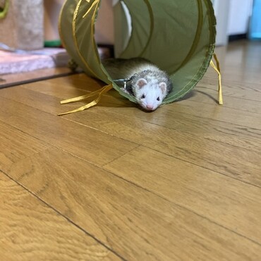 可愛いさ爆発( ´͈ ꒫ `͈ )◞♡そんな目で見つめないで♡やんちゃ盛りの1歳3ヶ月のフェレットのスパーク君(´ε｀ )