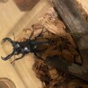セアカフタマタクワガタの渡部君でございます。とにかく、威嚇しまくってきますww